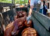 El Gobierno incluyó a Brasil y Paraguay al listado de países para importar productos veterinarios