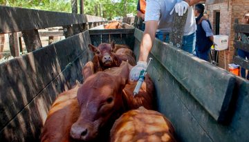 El Gobierno incluyó a Brasil y Paraguay al listado de países para importar productos veterinarios