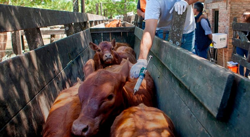 El Gobierno incluyó a Brasil y Paraguay al listado de países para importar productos veterinarios