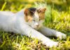 Un estudio halló por qué los gatos viven más que los perros