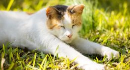 Un estudio halló por qué los gatos viven más que los perros