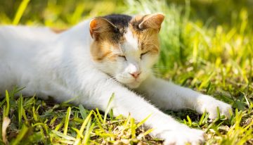Un estudio halló por qué los gatos viven más que los perros