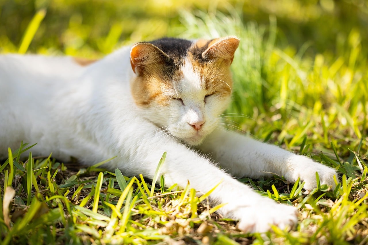 La longevidad en los animales siempre ha sido una incógnita para la ciencia (Foto ilustrativa: PIXABAY)