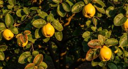 Pocos lo saben: ¿Cómo se llama el árbol del membrillo?