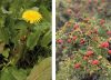 Las 10 plantas para fortalecer las defensas, mejorar la digestión y desintoxicar el organismo