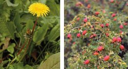 Las 10 plantas para fortalecer las defensas, mejorar la digestión y desintoxicar el organismo