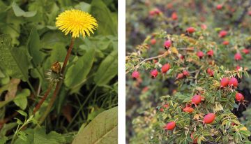 Las 10 plantas para fortalecer las defensas, mejorar la digestión y desintoxicar el organismo