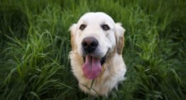 Ni cada semana ni tres veces al mes: cada cuánto hay que bañar a un perro en invierno, según los veterinarios