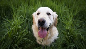 Ni cada semana ni tres veces al mes: cada cuánto hay que bañar a un perro en invierno, según los veterinarios