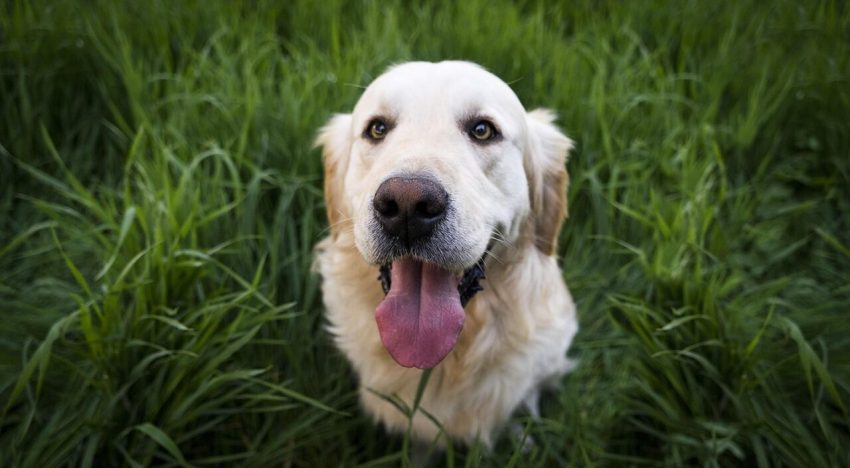 Ni cada semana ni tres veces al mes: cada cuánto hay que bañar a un perro en invierno, según los veterinarios