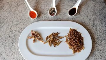 Cuántos insectos deberíamos consumir para sustituir nutritivamente a la carne de pollo, cerdo o vaca