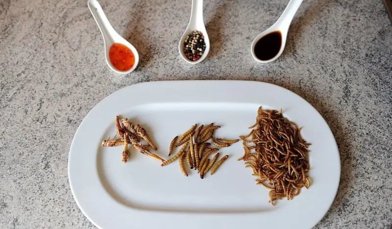 Cuántos insectos deberíamos consumir para sustituir nutritivamente a la carne de pollo, cerdo o vaca