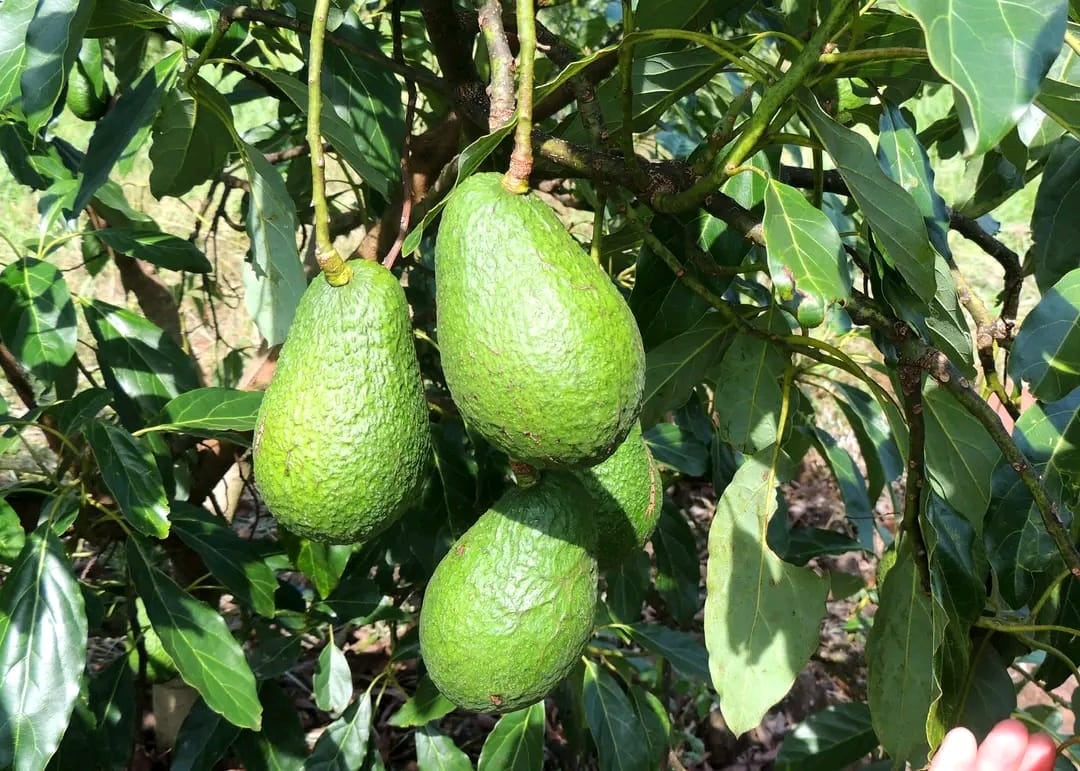 Según los datos que presenta Nukor, cultivar una hectárea de palta Hass demanda una inversión de entre 9500 y 13.500 dólares