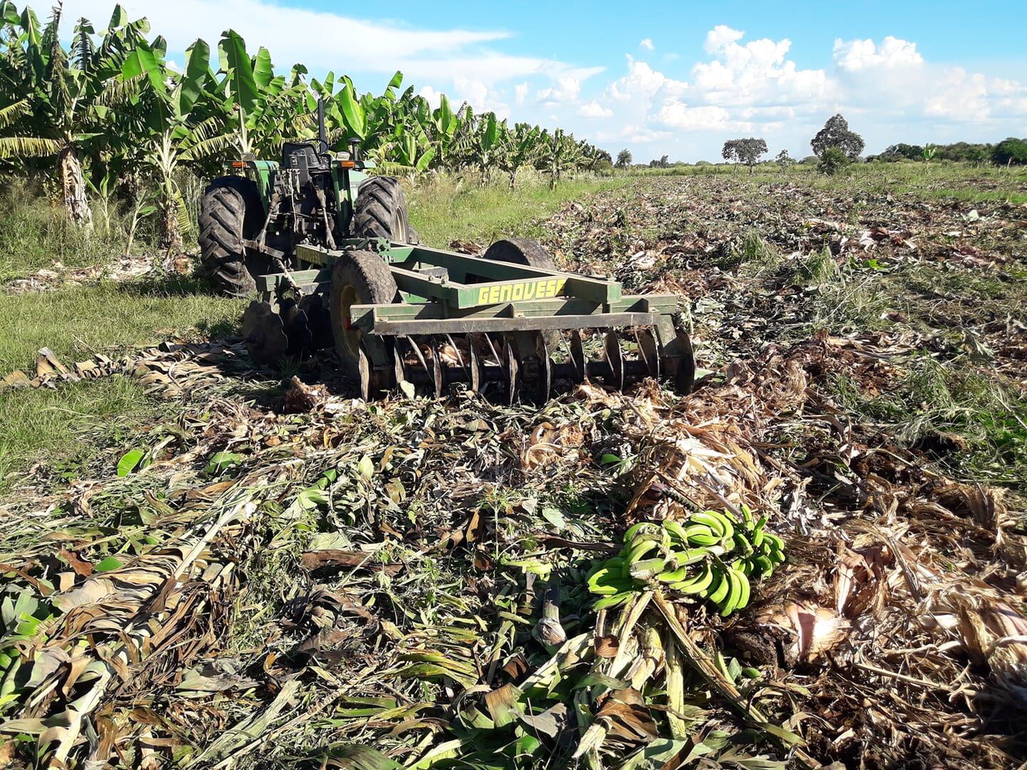 Por falta de rentabilidad pequeños productores de la zona de Laguna Naineck, destruyeron sus plantaciones de banana de más de 30 años