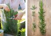 Dónde ubicar una planta de romero para proteger tu casa, según el Feng Shui