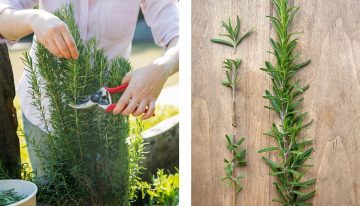 Dónde ubicar una planta de romero para proteger tu casa, según el Feng Shui