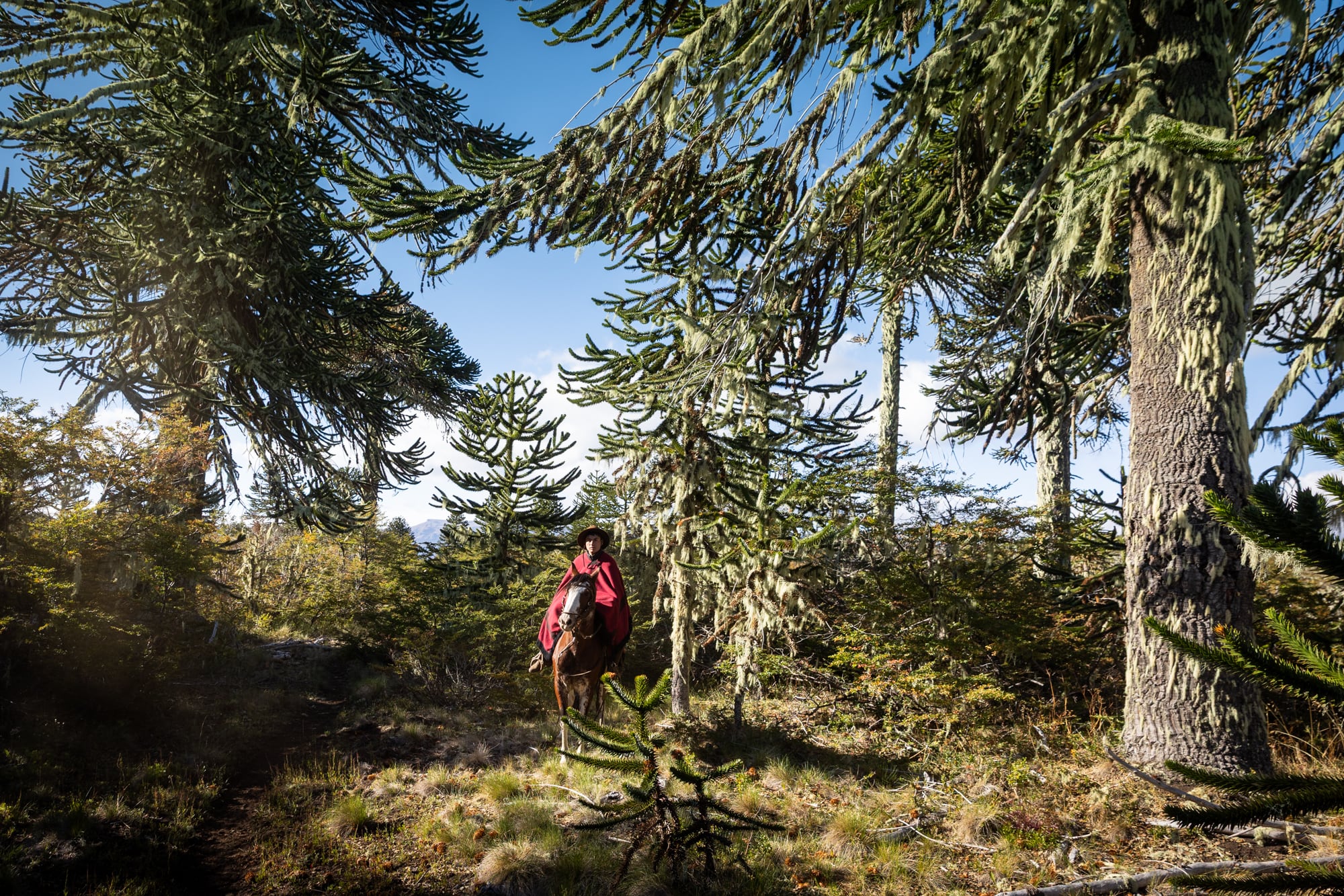Es realmente movilizante cruzar el bosque de araucarias.