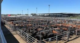 Vacunos: comienzo de semana con bajas en el Mercado Agroganadero de Cañuelas