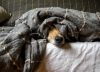 Cómo hago para que mi perro no sienta frío durante la noche