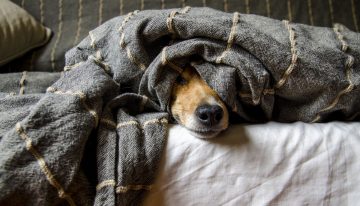 Cómo hago para que mi perro no sienta frío durante la noche