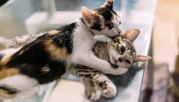 Cuánto tiempo se puede dejar solo un gato en la casa