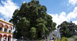 No es el roble: cuál es el árbol nativo de América Latina que tiene el tronco más ancho del mundo