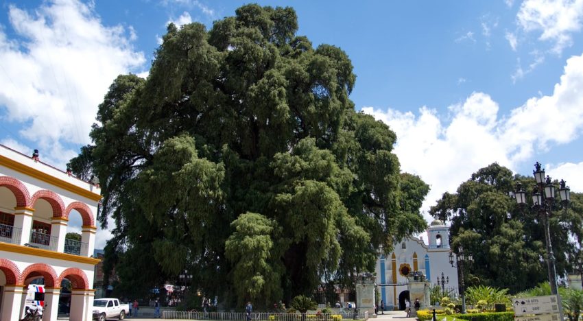 No es el roble: cuál es el árbol nativo de América Latina que tiene el tronco más ancho del mundo