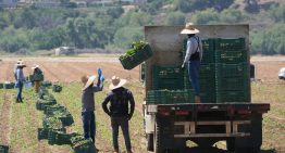 La increíble cifra que podría perder California tras la persecución a migrantes latinos y las deportaciones