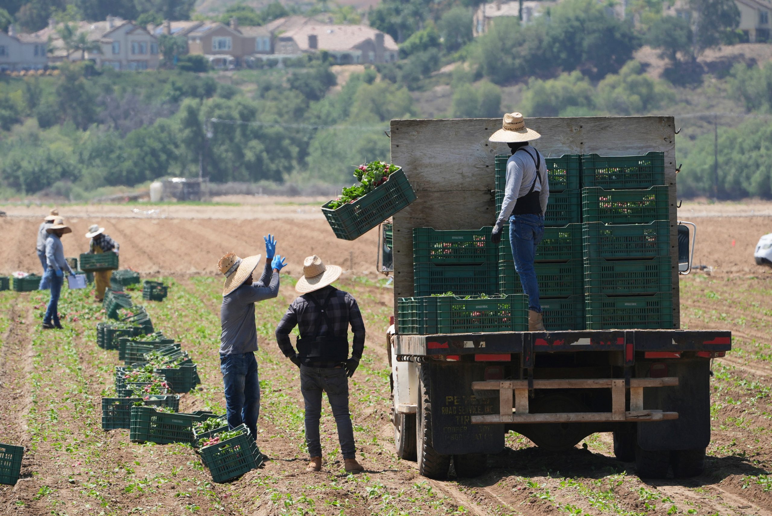 Más de una cuarta parte  de la fuerza laboral agrícola del estado es indocumentada, reveló el estudio