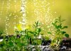 No es el abono: el truco para revivir tu planta en medio de los días más fríos del año