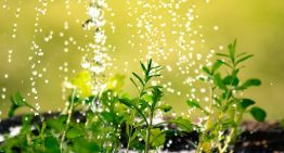 No es el abono: el truco para revivir tu planta en medio de los días más fríos del año