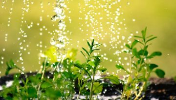 No es el abono: el truco para revivir tu planta en medio de los días más fríos del año