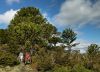 La historia secreta de la estancia Río Quillén y una cabalgata de seis días entre araucarias