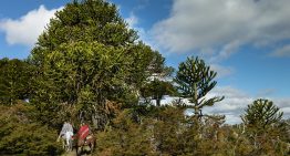La historia secreta de la estancia Río Quillén y una cabalgata de seis días entre araucarias