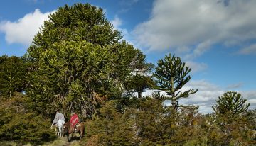 La historia secreta de la estancia Río Quillén y una cabalgata de seis días entre araucarias