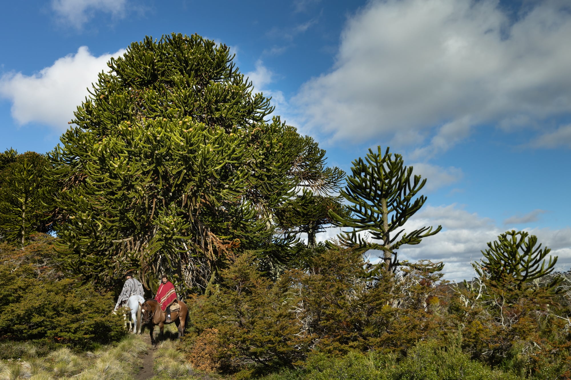 El ingreso al mítico bosque de araucarias.