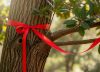No es para decorar: qué significa poner una cinta roja en un árbol de laurel, según el Feng Shui