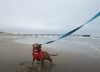 Esperó 800 días en un refugio para ser adoptada y recibió un regalo que hizo llorar a todos: “Libertad”