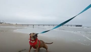 Esperó 800 días en un refugio para ser adoptada y recibió un regalo que hizo llorar a todos: “Libertad”