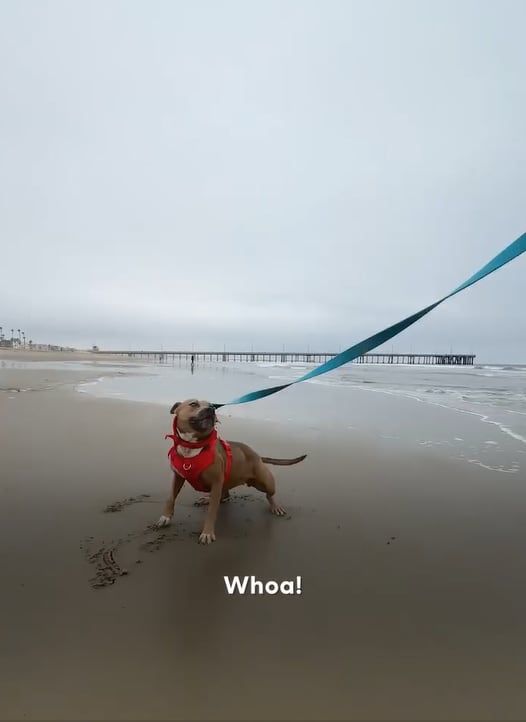Moxie disfrutó de un día de playa y revolucionó las redes (Captura: Instagram @wagsandwalks)