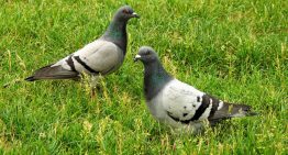 Adiós a las palomas: el truco para alejarlas de tu casa o patio sin lastimarlas, según expertos