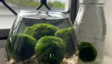 Puede vivir más de 100 años y trae buena suerte: la planta ideal para tu hogar que seguro no conocías