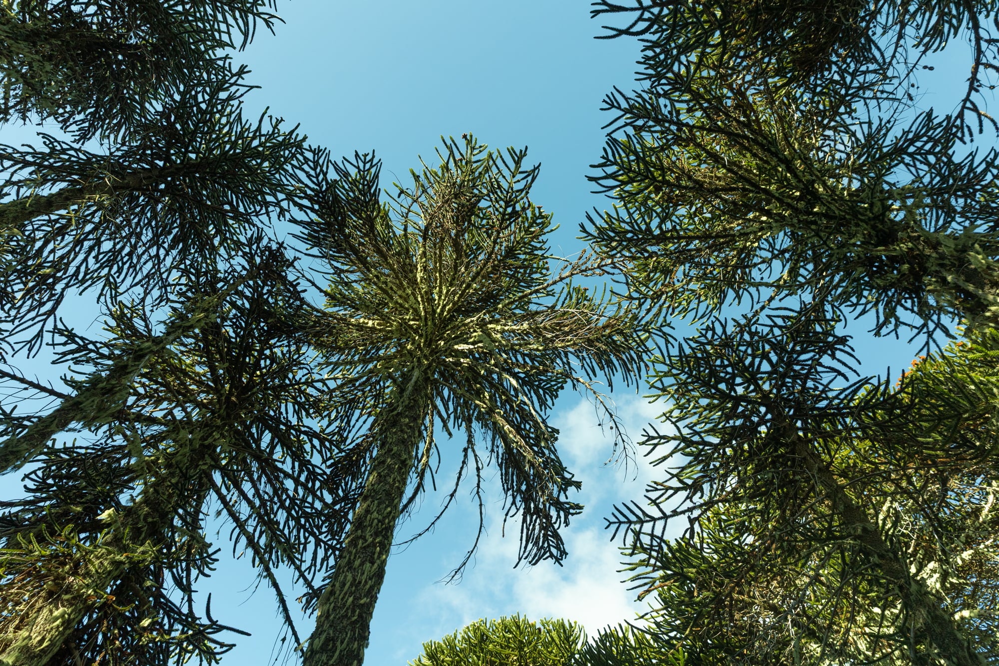 Las milenarias araucarias que todavía resisten en Quillén.