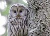 Qué animal nocturno sos, según tu año de nacimiento