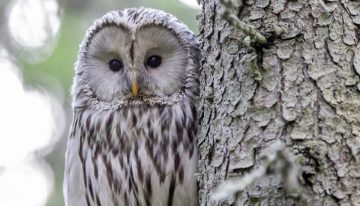 Qué animal nocturno sos, según tu año de nacimiento