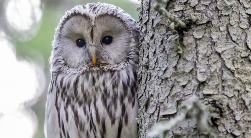 Qué animal nocturno sos, según tu año de nacimiento