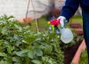El método con tres ingredientes que están en todas las casas y dejará tu jardín libre de plagas