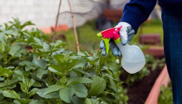 El método con tres ingredientes que están en todas las casas y dejará tu jardín libre de plagas