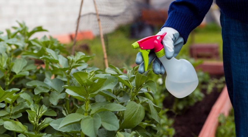 El método con tres ingredientes que están en todas las casas y dejará tu jardín libre de plagas
