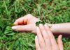 La planta ‘curalotodo’ que depura el intestino y el sistema respiratorio